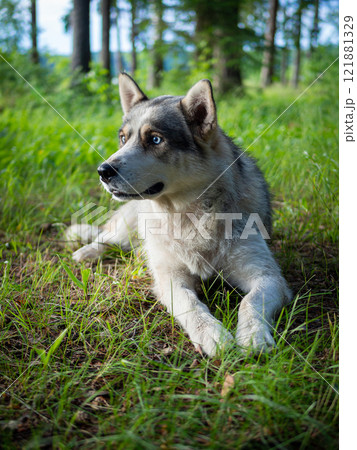 Portrait of a Siberian dog breed during sunset in a meadow. 121881329