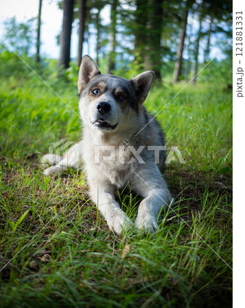 Portrait of a Siberian dog breed during sunset in a meadow. Portrait of a Siberian dog breed during sunset in a meadow. 121881331