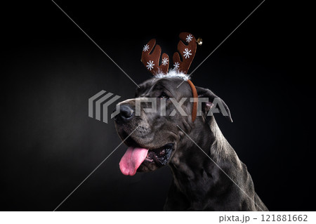 Portrait of a thoroughbred dog in a deer antler hat, highlighted on a black background. 121881662