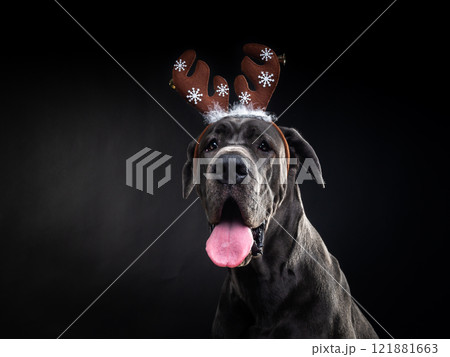 Portrait of a thoroughbred dog in a deer antler hat, highlighted on a black background. Portrait of a thoroughbred dog in a deer antler hat, highlighted on a black background. 121881663