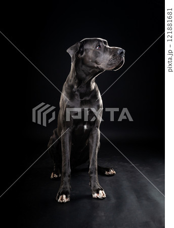 Portrait of a Great Dane dog, on an isolated black background. Portrait of a Great Dane dog, on an isolated black background. 121881681