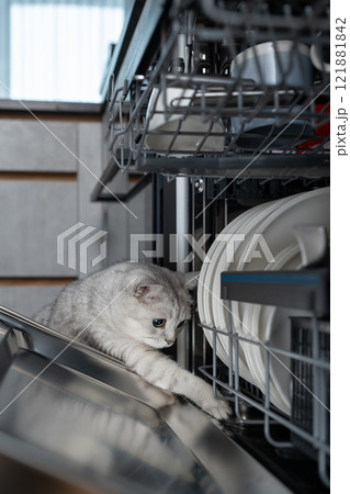 Curious Scottish Straight cat playing with dishwasher racks. Concept of domestic life, playful exploration, and the curious nature of pets in household settings. 121881842