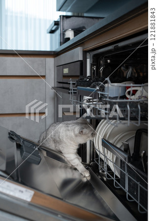 Curious Scottish Straight cat exploring a dishwasher in a home kitchen. Concept of pet curiosity and household moment.s Curious Scottish Straight cat exploring a dishwasher in a home kitchen. Concept of pet curiosity and household moment.s 121881843