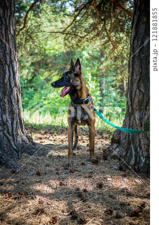 Portrait of a Belgian shepherd dog, on a walk in a green park. Portrait of a Belgian shepherd dog, on a walk in a green park. 121881855