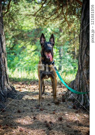 Portrait of a Belgian shepherd dog, on a walk in a green park. Portrait of a Belgian shepherd dog, on a walk in a green park. 121881856