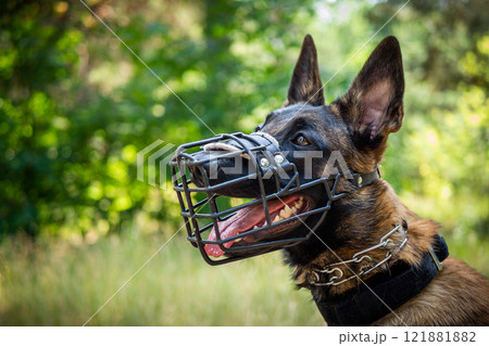 Portrait of a Belgian shepherd dog, on a walk in a green park. Portrait of a Belgian shepherd dog, on a walk in a green park. 121881882