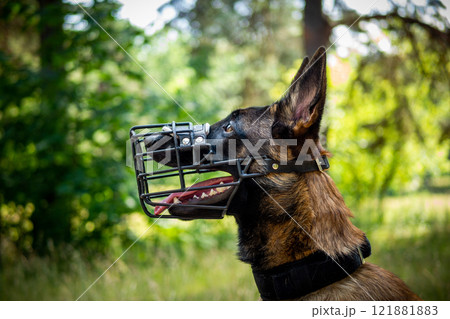 Portrait of a Belgian shepherd dog, on a walk in a green park. Portrait of a Belgian shepherd dog, on a walk in a green park. 121881883