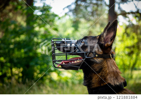 Portrait of a Belgian shepherd dog, on a walk in a green park. Portrait of a Belgian shepherd dog, on a walk in a green park. 121881884