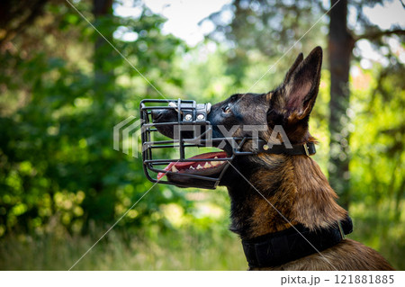Portrait of a Belgian shepherd dog, on a walk in a green park. 121881885