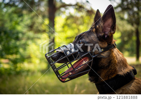 Portrait of a Belgian shepherd dog, on a walk in a green park. Portrait of a Belgian shepherd dog, on a walk in a green park. 121881888