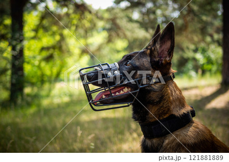 Portrait of a Belgian shepherd dog, on a walk in a green park. 121881889