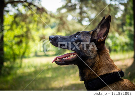 Portrait of a Belgian shepherd dog, on a walk in a green park. Portrait of a Belgian shepherd dog, on a walk in a green park. 121881892