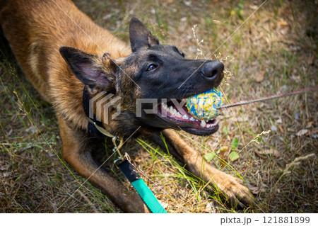 Portrait of a Belgian shepherd dog, on a walk in a green park. Portrait of a Belgian shepherd dog, on a walk in a green park. 121881899