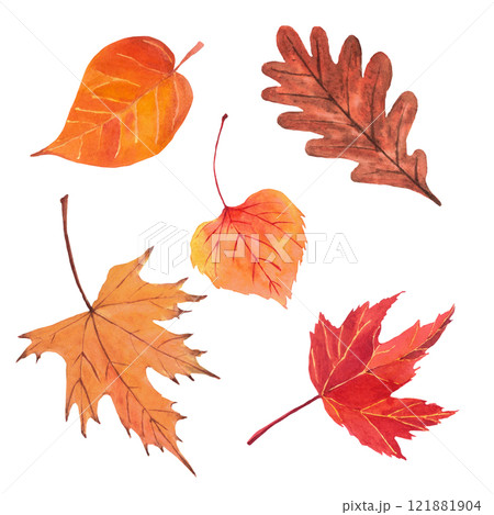 Watercolor hand-drawing leaves. Fall leaves. Fall, autumn, thanksgiving, holiday 121881904