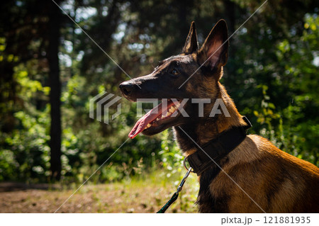 Portrait of a Belgian shepherd dog, on a walk in a green park. Portrait of a Belgian shepherd dog, on a walk in a green park. 121881935