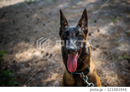 Portrait of a Belgian shepherd dog, on a walk in a green park. 121881948