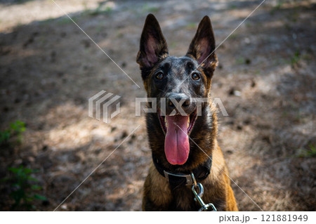 Portrait of a Belgian shepherd dog, on a walk in a green park. 121881949
