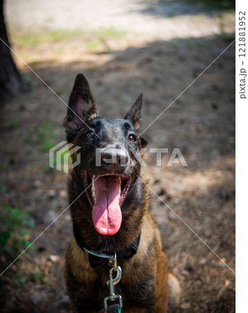 Portrait of a Belgian shepherd dog, on a walk in a green park. 121881952