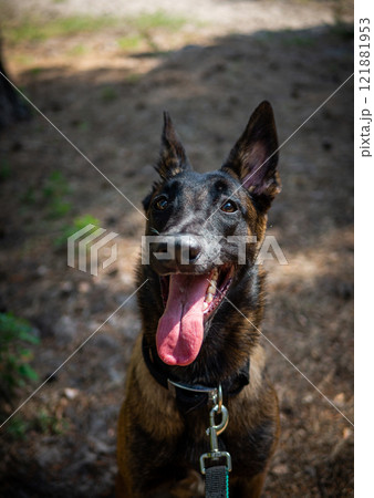 Portrait of a Belgian shepherd dog, on a walk in a green park. 121881953