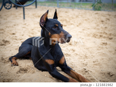 Portrait of a Doberman. 121881982