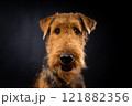 Portrait of an Airedale Terrier in close-up. 121882356