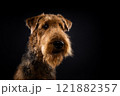 Portrait of an Airedale Terrier in close-up. 121882357