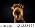 Portrait of an Airedale Terrier in close-up. 121882358