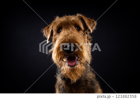 Portrait of an Airedale Terrier in close-up. Portrait of an Airedale Terrier in close-up. 121882358