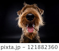 Portrait of an Airedale Terrier in close-up. 121882360