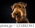 Portrait of an Airedale Terrier in close-up. 121882361