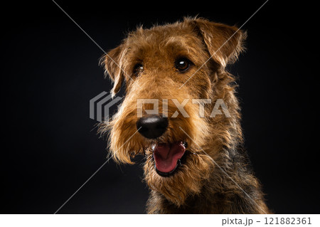 Portrait of an Airedale Terrier in close-up. 121882361