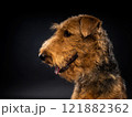 Portrait of an Airedale Terrier in close-up. 121882362