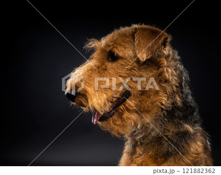 Portrait of an Airedale Terrier in close-up. 121882362