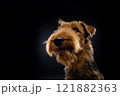 Portrait of an Airedale Terrier in close-up. 121882363
