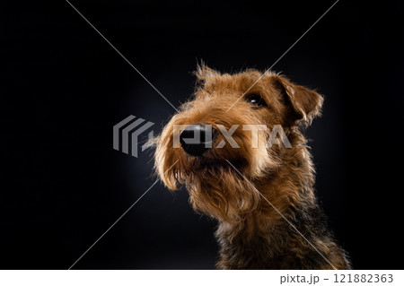 Portrait of an Airedale Terrier in close-up. 121882363