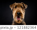 Portrait of an Airedale Terrier in close-up. 121882364