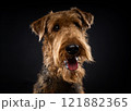 Portrait of an Airedale Terrier in close-up. 121882365