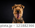Portrait of an Airedale Terrier in close-up. 121882366