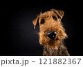 Portrait of an Airedale Terrier in close-up. 121882367