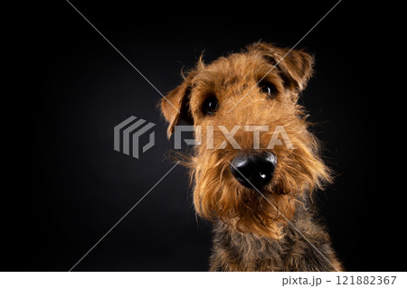 Portrait of an Airedale Terrier in close-up. Portrait of an Airedale Terrier in close-up. 121882367
