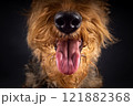 Portrait of an Airedale Terrier in close-up. 121882368
