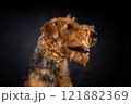 Portrait of an Airedale Terrier in close-up. 121882369