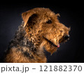 Portrait of an Airedale Terrier in close-up. 121882370