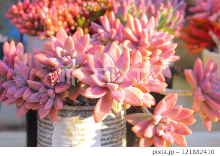 紅葉する多肉植物 121882410