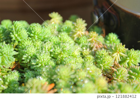 水滴が付いた多肉植物 水滴が付いた多肉植物 121882412