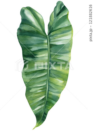 watercolor philodendron leaf isolated on white, green tropical plant illustration, hand painted nature foliage clipart watercolor philodendron leaf isolated on white, green tropical plant illustration, hand painted nature foliage clipart 121882616