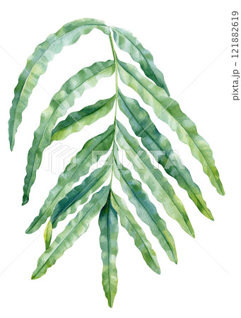 Watercolor fern leaf isolated background, green botanical foliage illustration, hand painted tropical plant clipart  121882619