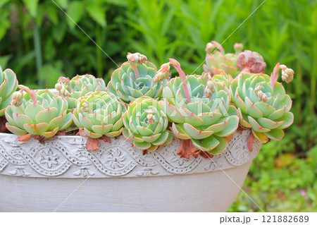 多肉植物の鉢植え 121882689