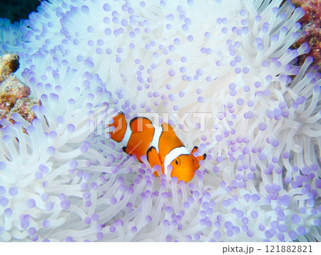 綺麗な白とピンク色のイソギンチャクの中で暮らす魚のカクレクマノミ 綺麗な白とピンク色のイソギンチャクの中で暮らす魚のカクレクマノミ 121882821