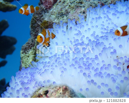 綺麗な白とピンク色のイソギンチャクの中で暮らす魚のカクレクマノミ 121882828